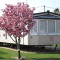 Photo of blossom on trees at the Orchard Caravan Park