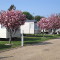 Photo of blossom on trees at the Orchard Caravan Park