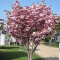 Photo of blossom on trees at the Orchard Caravan Park