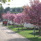 Photo of blossom on trees at the Orchard Caravan Park