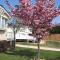 Photo of blossom on trees at the Orchard Caravan Park