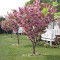 Photo of blossom on trees at the Orchard Caravan Park