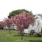Photo of blossom on trees at the Orchard Caravan Park