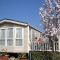 Photo of blossom on trees at the Orchard Caravan Park