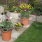 Photo of plants at the Orchard Caravan Park
