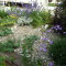 Shrubs and plants around the park