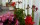 Photo of gardens on the Orchard Caravan Park